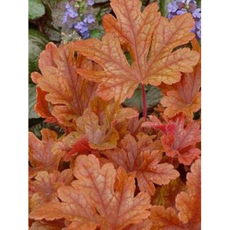Heucherella 'Buttered Rum' Godet de 8/9 cm (1/2)