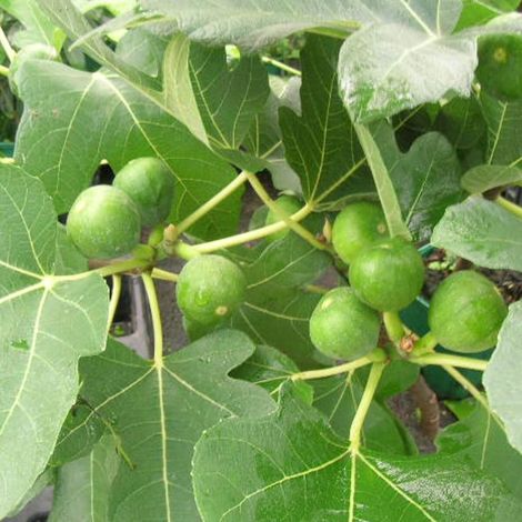Figuier Madeleine des 2 Saisons, Ficus carica/Pot de 3L - 30/60 cm