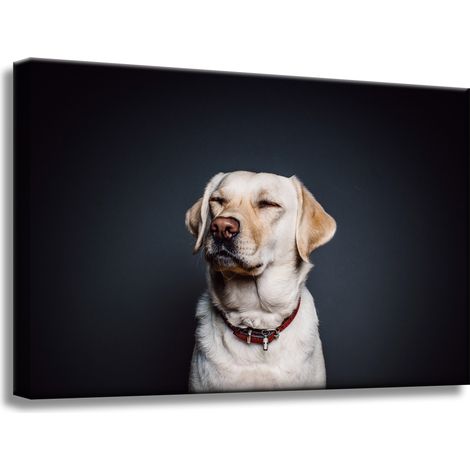 Leinwanddruck Tiere Hund Schwarzer Hintergrund 60x40