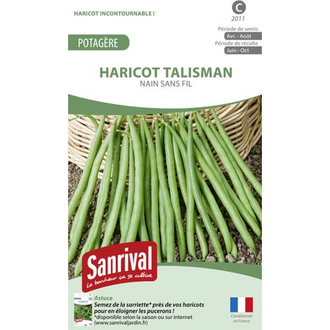 Graines Haricot Talisman