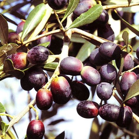 PIANTA DI ULIVO NOSTRALE DI RIGALI in vaso 20/fitocella età 2/3 anni foto reali