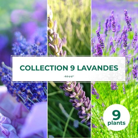 Collection de 9 Lavandes (1/2)