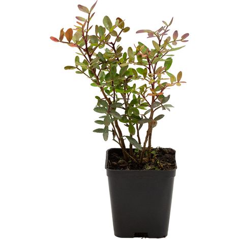 Pistacia lentiscus - lentisco - vaso quadro 7x7x8 cm (1/3)