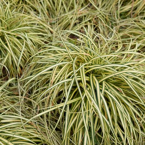 Laîche de Morrow Ice Dance' - Carex morrowii Ice Dance' godet 9cm (1/2)