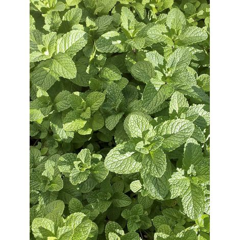 Menthe 'Verte vraie' le sachet de 2000 graines (0,2g) (1/2)
