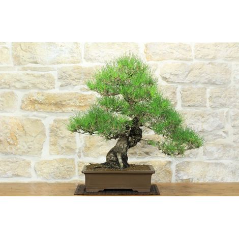 Bonsai di Pino Nero Thunbergii (85)