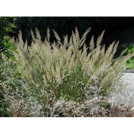 Gardenaria Calamagrostis acutiflora 'Brachytricha' - Graminacea ornamentale da esterno - Altezza: 50 cm (vaso 17)