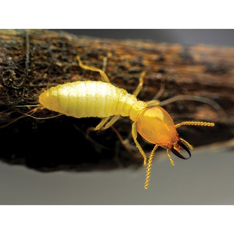 Dalep – Traitement de bois D'XYL 20L – Insecticide et fongicide pour charpentes – Protection préventive et curative – Sans odeur