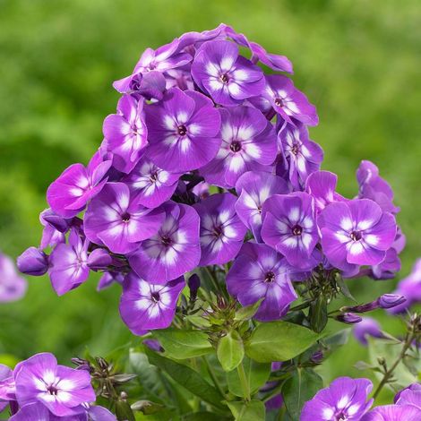 4 x Phlox paniculé  - Phlox paniculata 'Laura'  - godet 9x9 cm