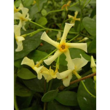 Jasmin étoilé 'Star Of Toscane' Pot de 2L/3L