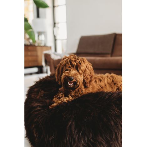 Cuccia ovale in pelle di pecora naturale per animali domestici - Marrone cioccolato 80 cm (1/5)
