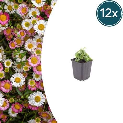 Lot de 12 Erigeron karvinskianus Vergerette du Mexique Vivace Blanc et Rose Pot Ø9cm H10-25cm - PANGIVO (1/5)