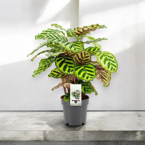 Gardenaria Calathea makoyana - Pianta da interno ornamentale - Altezza: 45 cm (vaso 14) (1/5)