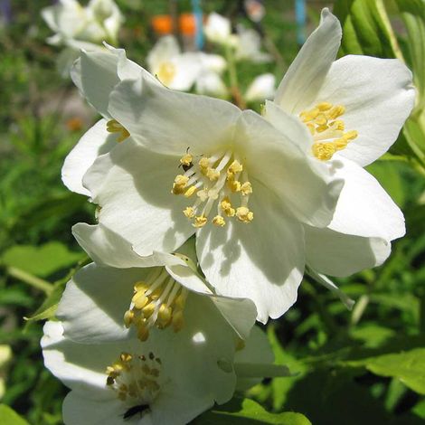 Seringat de Lemoine - Philadelphus 'Lemoinei' - 50-60 cm pot (1/4)