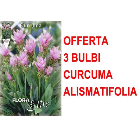 OFFERTA 3 BULBI CURCUMA ALISMATIFOLIA BULBS BULBES