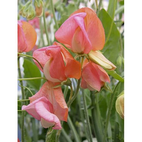 Pois de senteur 'Prince of Orange' le sachet de 30 graines (3g) (1/2)