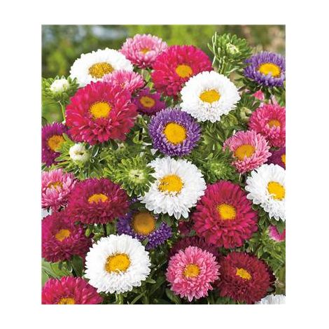 MELANGE DE REINE MARGUERITE - 1 G