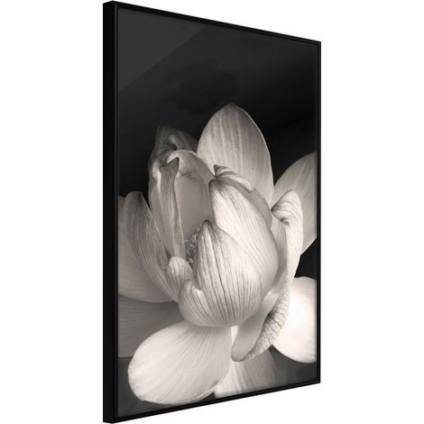 Affiche Murale Encadrée "Delicacy of a Flower" 21 x 30 cm Noir