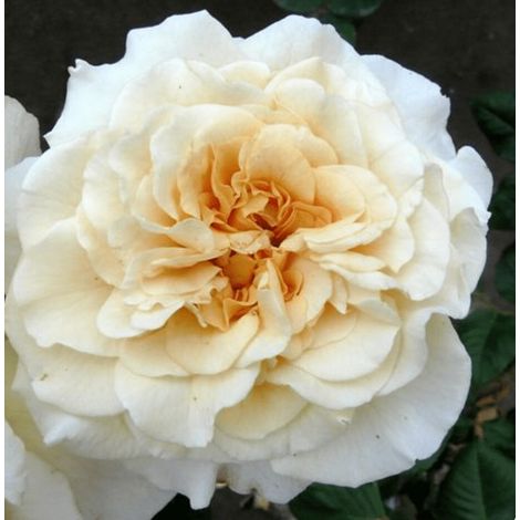 Gardenaria Rosa 'Comtessa' - Rosa da giardino - Altezza: 30/40 cm (vaso22)
