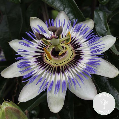 Bloomique - Passiflora caerulea - Fleur de la passion - Bleue & blanche - Grimpante - Plante de jardin - Rustique - 50-70 cm de Haut - Pot 15 cm