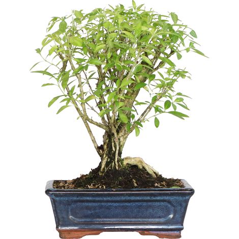 Bonsai di Serissa Foetida - Bonsai da Interno e Esterno - H 25-35 cm Vaso Ø 20 cm