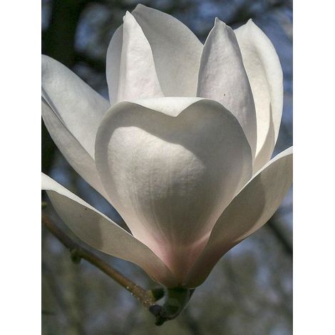 Magnolia 'Manchu Fan' Pot de 7,5L/10L