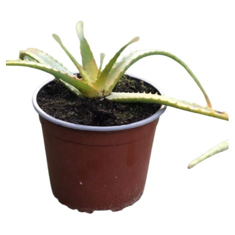 Aloe Arborescens