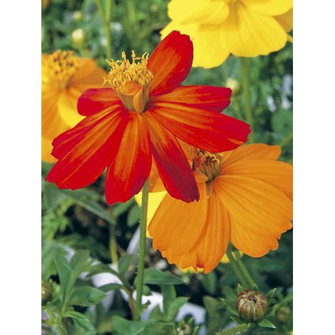 Cosmos sulphureux 'Ladybird Mixed' Sachet de 2.5g (1/2)