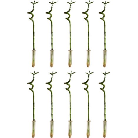 Bloomique - Lot de 10 - Dracaena Sanderiana - Lucky Bamboo - Lucky Bamboo - Plantes d'intérieur - Purificateur d'air - Facile à entretenir - 40-50cm de Haut (1/5)
