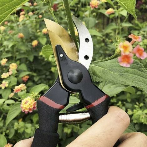 Sécateur - Lame Franche - Acier Titane SK5 - Pour Arbres Rosiers Haies - Coupe Jusqu'à 1,9 cm - 1 Pièce (1/5)