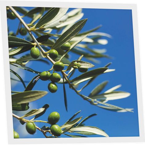 Dalle LED Imprimée 60x60 cm - Motif Parfum d’Oliviers - Lumière Blanche Neutre 4000K - Panneau Lumineux pour Plafond Bureau Salon Cuisine - Facile à Installer