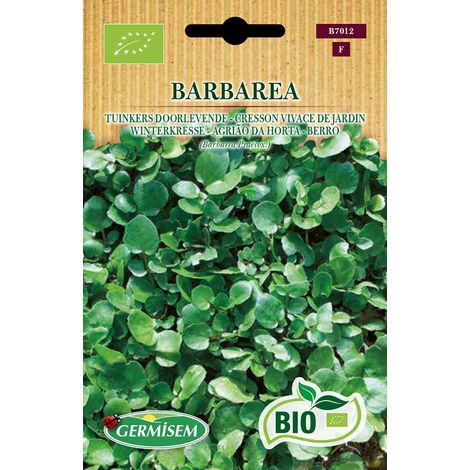 Graines Cresson vivace de jardin BARBAREA, vert