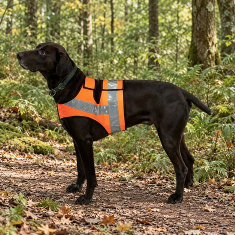 Gilet orange fluo réfléchissant pour chien Braque et Drathaar