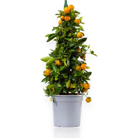 Gardenaria Calamondino - Citrus × microcarpa - Pianta di agrume da frutto in vaso - Altezza: 70/80 cm (vaso 22)
