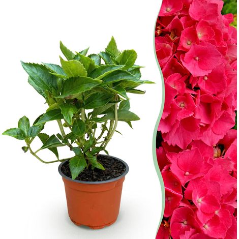 Hortensia Hydrangea macrophylla Rouge Plante de Jardin pour Haie et Bordure 1 Plante Pot 12cm - PANGIVO (1/5)