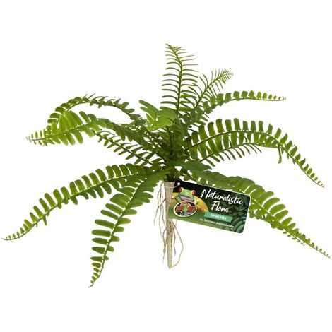 Naturalistic Flora Swordfern