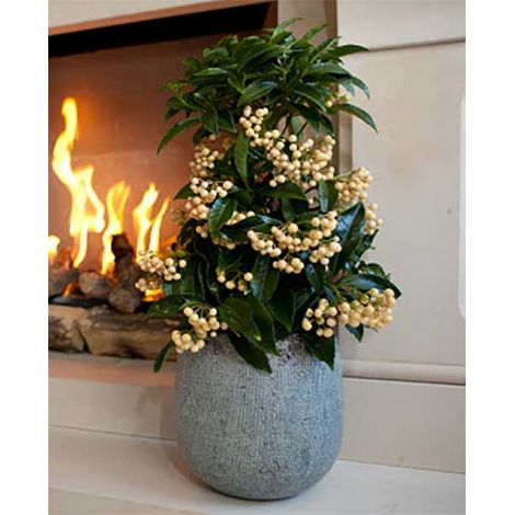 1 PIANTA DI ARDISIA CRENATA BIANCA VASO 14CM PIANTA DA APPARTAMENTO