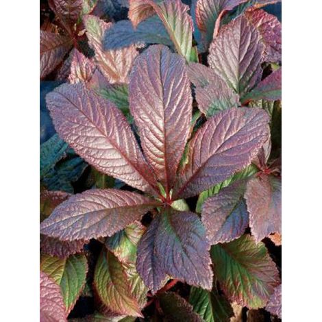 Rodgersia 'Bronze Peacock' Godet de 8/9 cm (1/4)
