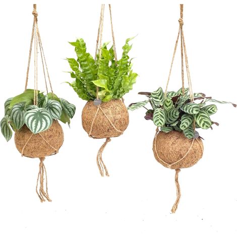Jungle Mix - Lot de 3 Plantes Vertes d'Intérieur en Pot Naturel - Ø17 cm H28 cm - PANGIVO