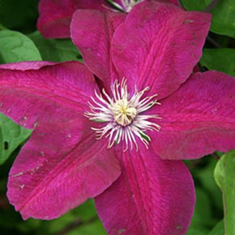 Clématite 'Rouge Cardinal' - Clématite - 50-60 cm en pot : Plante grimpante aux fleurs rouge foncé veloutées en été. (1/5)