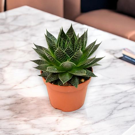 Gardenaria Aloe aristata 'Safari Ami' - Pianta da interno ornamentale - Altezza: 15 cm (vaso 10)