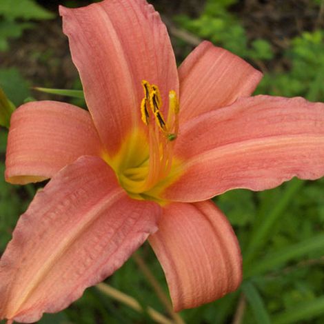 4 x Lis d'un jour  - Hemerocallis 'Pink Damask'  - godet 9x9 cm (1/4)