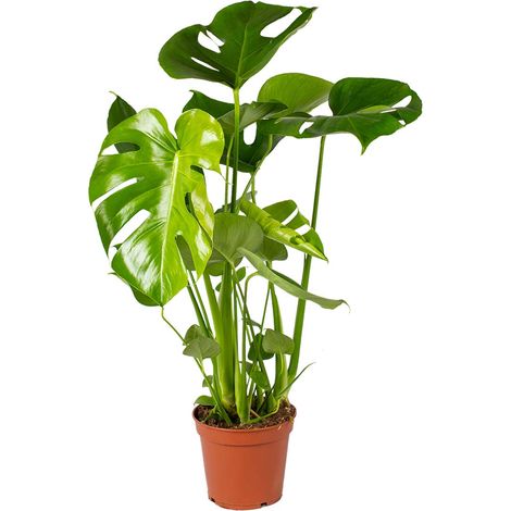 Bloomique - Monstera Deliciosa - Monstera - Dépolluante - Facile à entretenir - Hauteur 50-60 cm - Pot 17 cm (1/5)