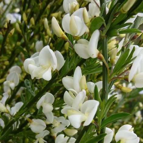 Ginestra "Cytisus praecox Albus" citiso pianta in vaso 11 cm (1/5)