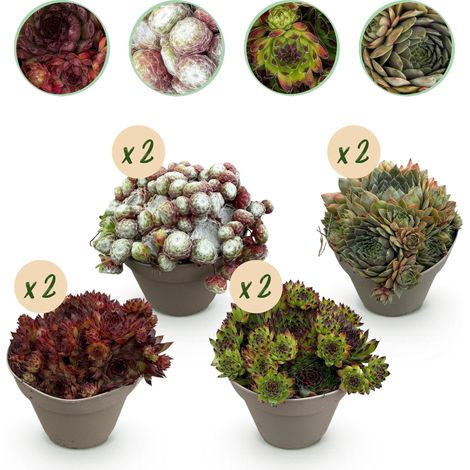 Joubarbe Sempervivum Big Sam Lot de 8 Plantes Couvre-sol Rustiques Variées Pot 14cm H17cm - PANGIVO (1/5)