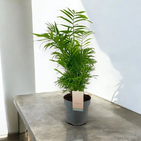 Gardenaria Chamaedorea elegans - Pianta da interno ornamentale - Altezza: 60 cm (vaso 17) (1/5)