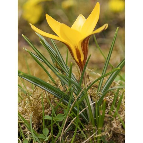Crocus angustifolius Bulbe calibre 5+ (par 25) (1/2)