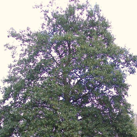 Aulne à feuilles en coeur, Alnus cordata/Pot de 15L - Baliveau