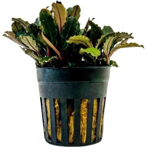 Aquarium Pflanze Bucephalandra sp 'Blue green' Nr.340A