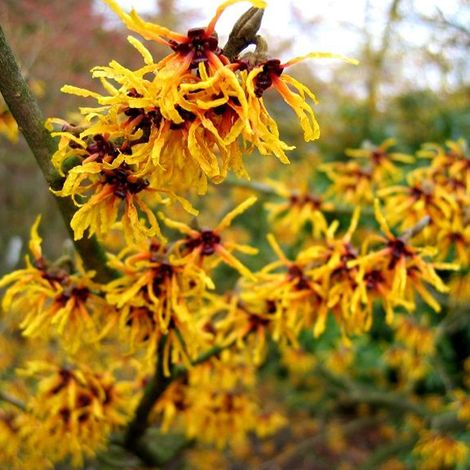 Noisetier des sorcières 'Orange Beauty' - 40-60 cm pot